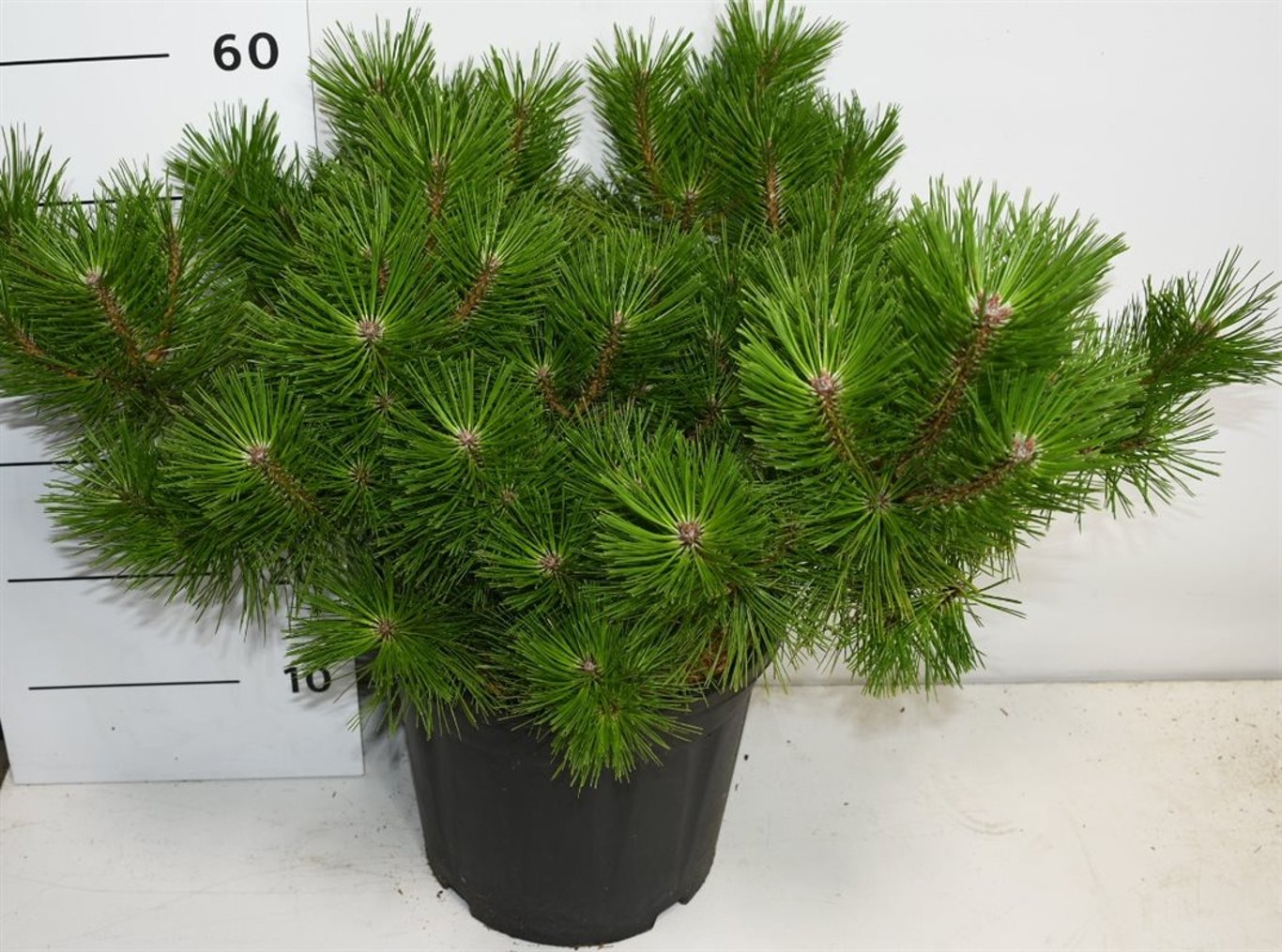 Pinus d. 'Jane Kluis' - C12 40-50 CM